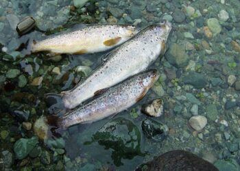 With RKVY support, Fish farming emerging as lucrative means of livelihood for youth across J&K
