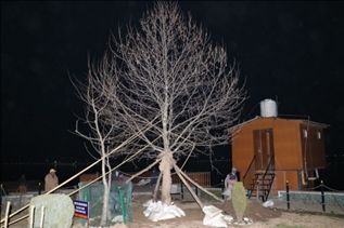 Forest Dept conducts successful transplantation of two tall Chinars at Char Chinar, Dal Lake