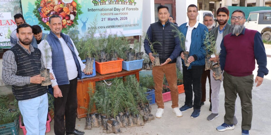 Forest Deptt launches sale of conifer plants
