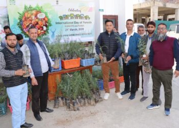 Forest Deptt launches sale of conifer plants