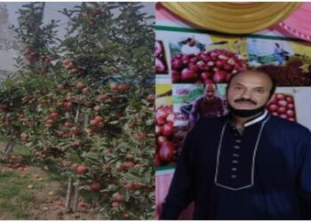 High Density Plantation gaining momentum at Kulgam