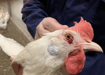 SKUAST-K study links ‘Hen and Chicken’ disorder in Sahebi grape to poor pollination