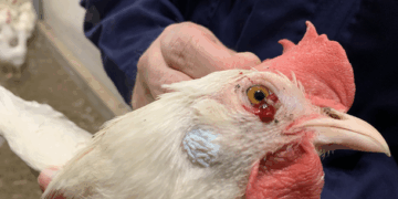 SKUAST-K study links ‘Hen and Chicken’ disorder in Sahebi grape to poor pollination