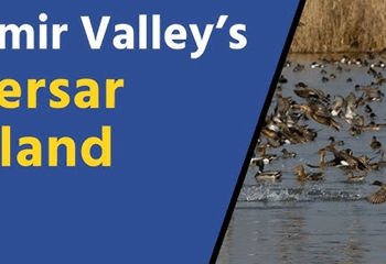 Hokersar Wetland doing overwhelmingly better with impactful habitat interventions in recent past