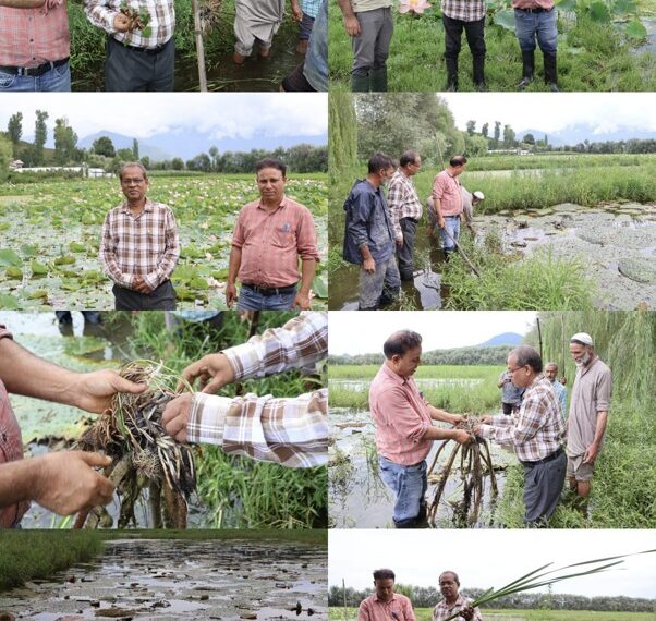 ICAR–NRC Makhana Scientist reviews Aquatic Crop Demonstrations at KVK Bandipora