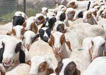 Ganderbal Residents Seek Regulation of Sacrificial Animal Prices Ahead of Eid-ul-Adha