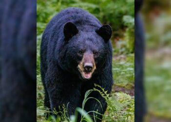 Elderly Woman Injured In Bear Attack In Anantnag
