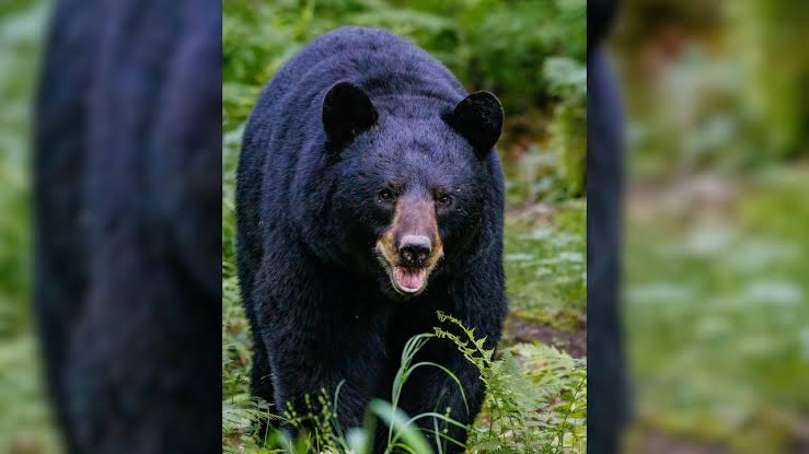 Elderly Woman Injured In Bear Attack In Anantnag