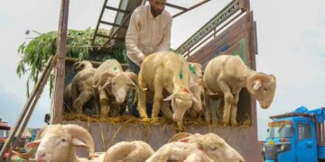 Deadlock over supply of livestock to Kashmir ends as KMDA calls off its strike