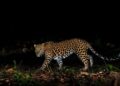 Leopard Sighting Triggers Panic in Ganderbal’s Manigam