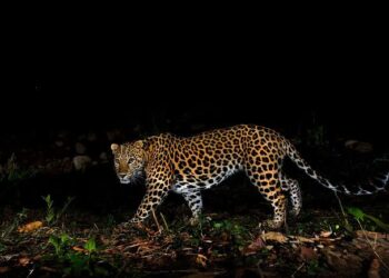 Leopard Sighting Triggers Panic in Ganderbal’s Manigam