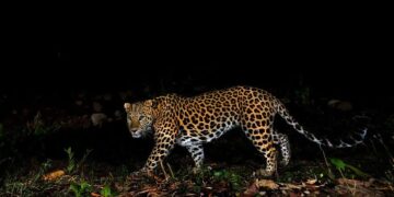 Leopard Sighting Triggers Panic in Ganderbal’s Manigam
