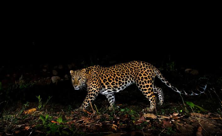 Leopard Sighting Triggers Panic in Ganderbal’s Manigam