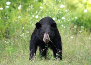 Elderly Man Killed In Bear Attack In Rajouri