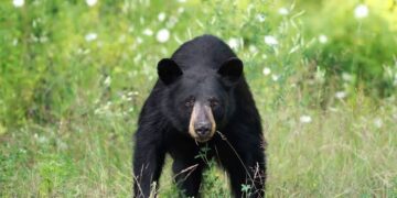 Elderly Man Killed In Bear Attack In Rajouri