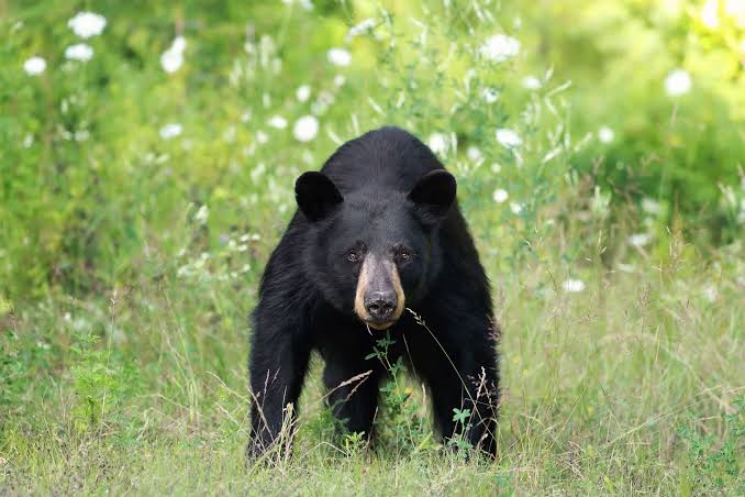 Elderly Man Killed In Bear Attack In Rajouri