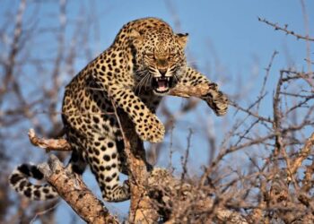 Six-year old Girl injured after Leopard enters house in Shopian