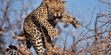 Six-year old Girl injured after Leopard enters house in Shopian