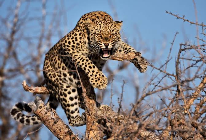 Six-year old Girl injured after Leopard enters house in Shopian