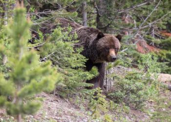 Bear mauls man in Anantnag’s Dooru orchard