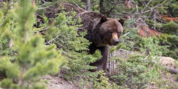 Bear mauls man in Anantnag’s Dooru orchard