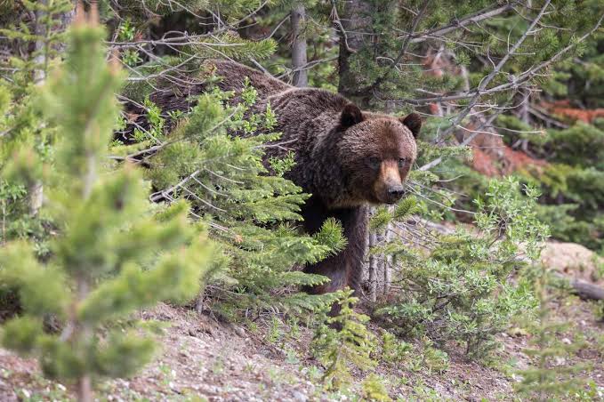 Bear mauls man in Anantnag’s Dooru orchard