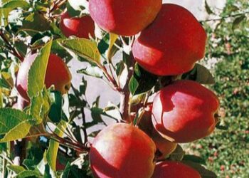 Cut in import duty on Washington apples’ evokes demand for roll back of the decision