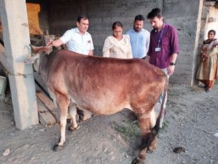 AHD Jmu launches extensive awareness campaign to control Lumpy Skin Disease