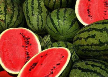 The juicy watermelon brings good business to Kashmir farmers