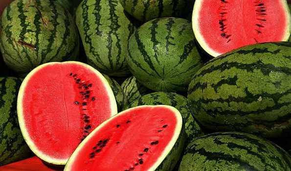The juicy watermelon brings good business to Kashmir farmers