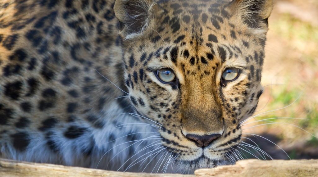 Leopard kills 9-year-old boy in Kupwara village