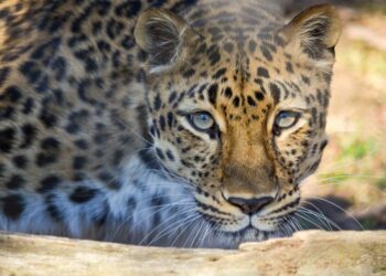 Leopard kills 9-year-old boy in Kupwara village