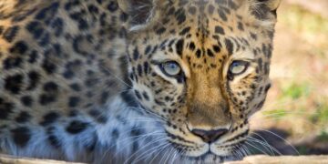 Leopard kills 9-year-old boy in Kupwara village