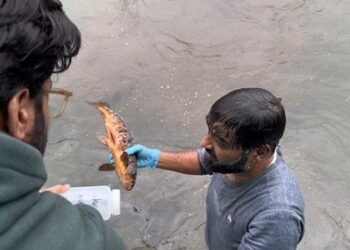 Mass Fish Deaths in G’bal Spring Raise Contamination Fears
