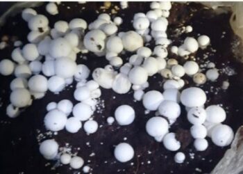 Agri Deptt introduces 75 farmers to mushroom cultivation in Ramban distt