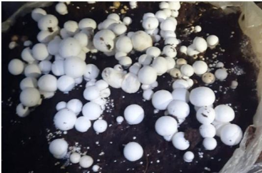 Agri Deptt introduces 75 farmers to mushroom cultivation in Ramban distt