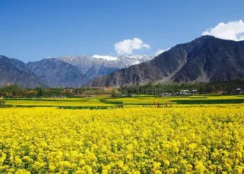 Full bloom mustard fields attract tourists in Kashmir