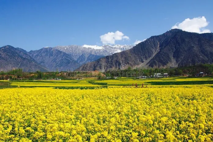 Full bloom mustard fields attract tourists in Kashmir