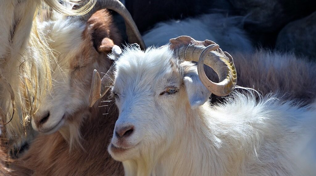 National Goat Day: SKUAST-K champions Ladakh’s Changthangi goat powering region’s Pashmina economy