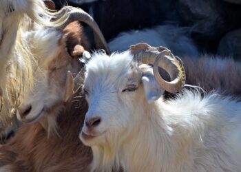 National Goat Day: SKUAST-K champions Ladakh’s Changthangi goat powering region’s Pashmina economy