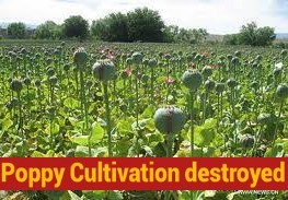 Illegal poppy crop destroyed, FIR registered: Police