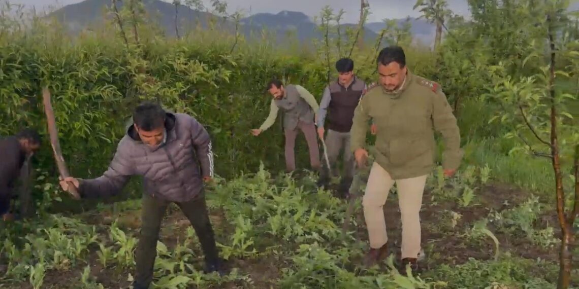 Police Destroys Illegal Poppy Cultivation Across Multiple Districts; Cases Registered
