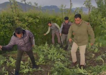 Police Destroys Illegal Poppy Cultivation Across Multiple Districts; Cases Registered