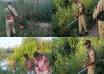 Wild Cannabis Destroyed in Baramulla Anti-Drug Drive: Police