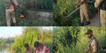 Wild Cannabis Destroyed in Baramulla Anti-Drug Drive: Police