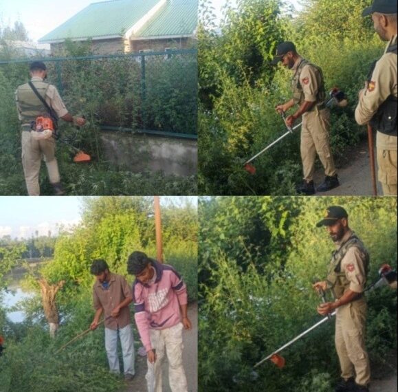 Wild Cannabis Destroyed in Baramulla Anti-Drug Drive: Police