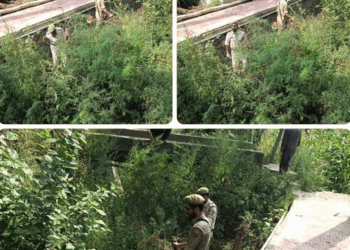 Police Intensify Anti-Drug Drive In Baramulla, Destroy Wild Bhang At Jabadar, Bijhama