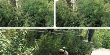 Police Intensify Anti-Drug Drive In Baramulla, Destroy Wild Bhang At Jabadar, Bijhama