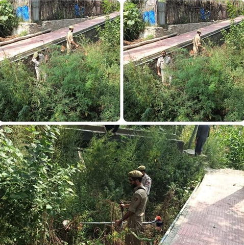 Police Intensify Anti-Drug Drive In Baramulla, Destroy Wild Bhang At Jabadar, Bijhama