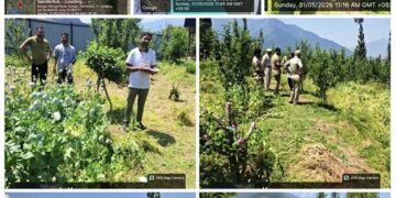 Central Kashmir Excise Range  destroys Poppy cultivation at multiple locations